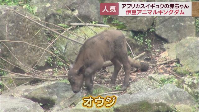 画像: アフリカスイギュウの赤ちゃん　王様気質の性格から名は「オウジ」　静岡・東伊豆町「伊豆アニマルキングダム」 youtu.be