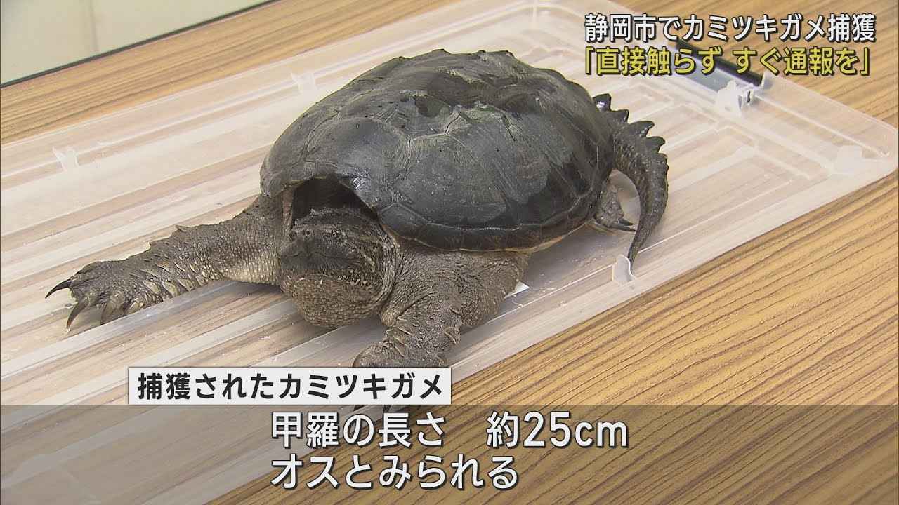 画像: 「カミツキガメが道路を歩いている」… 静岡市の麻機遊水地近くで捕獲　人の指をかみちぎられる危険も youtu.be