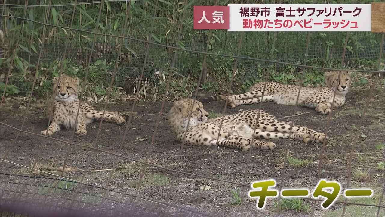 画像: チーター