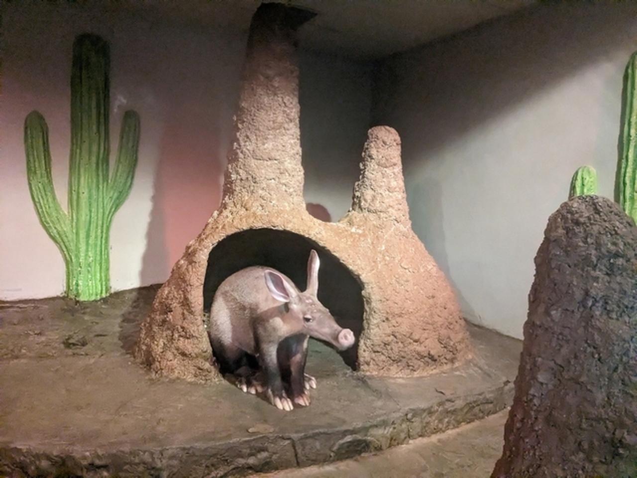 画像2: 提供：静岡市立日本平動物園　ツチブタ「フラハ」