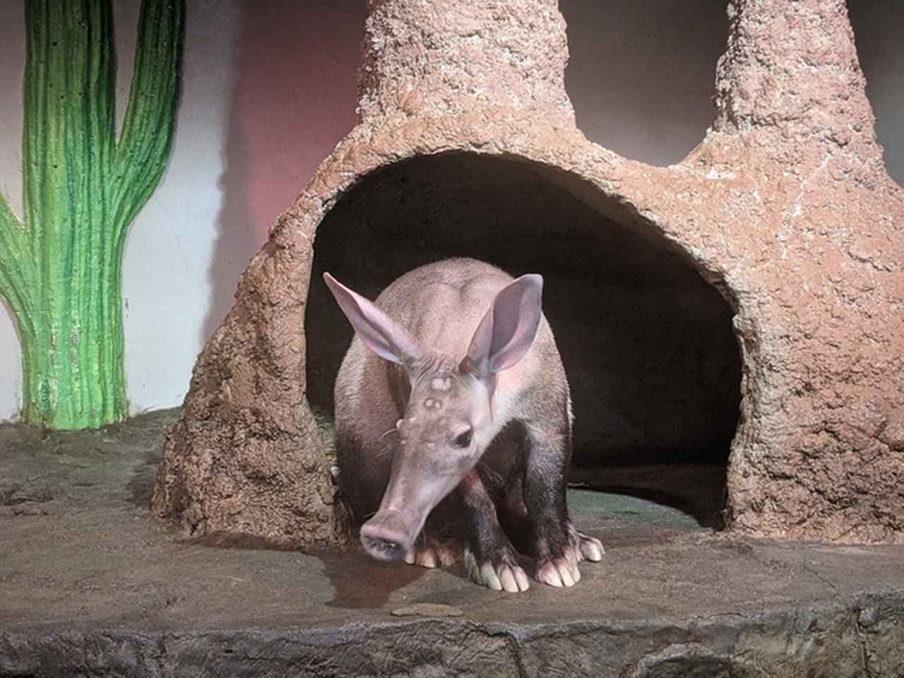 画像1: 提供：静岡市立日本平動物園　ツチブタ「フラハ」