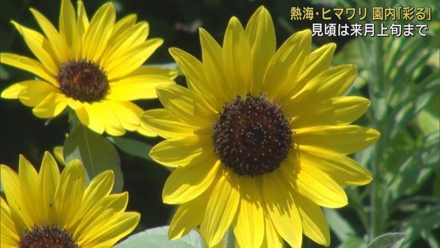 画像: 海を見下ろす園内で4種類のヒマワリが見頃　静岡・熱海市「ACAO　FOREST」 youtu.be