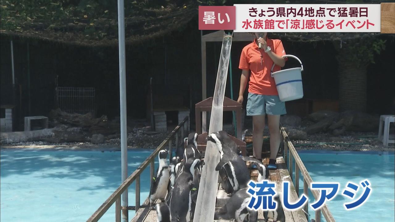 画像: 水族館で「流しアジ」　沼津市