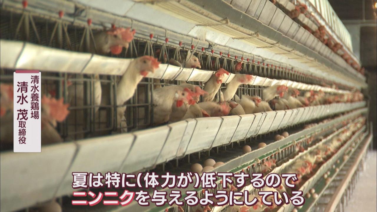 画像1: 餌に「ニンニク」混ぜて夏バテ予防