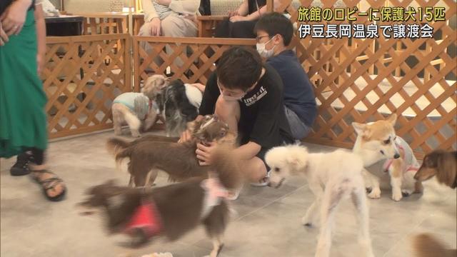 画像: 「ペットショップで買うよりは…」　命を失いかけた保護犬の譲渡会　静岡・伊豆の国市 youtu.be