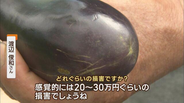 画像: 農家からは悲鳴も…「ナスは2～3割出荷が減る」