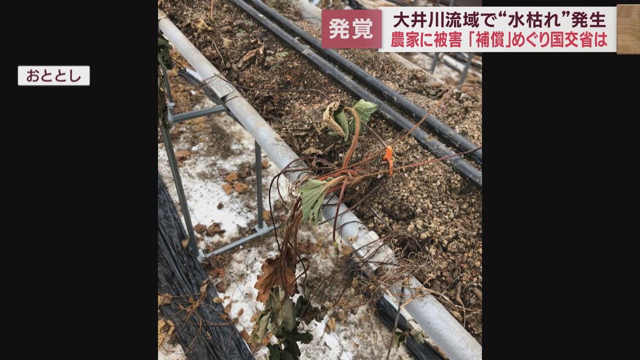 画像1: 大井川の国交省の護岸工事で井戸が枯れ、農家にイチゴの苗が全て枯れる被害が