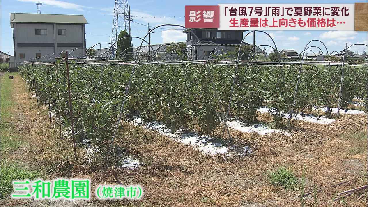 画像3: 台風7号はナスにとっては恵みの雨? それでも高い今年の夏野菜