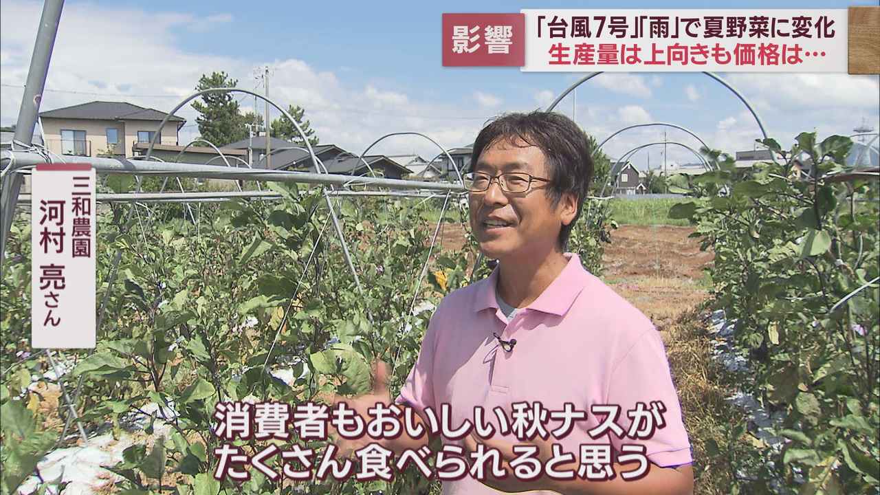 画像6: 台風7号はナスにとっては恵みの雨? それでも高い今年の夏野菜