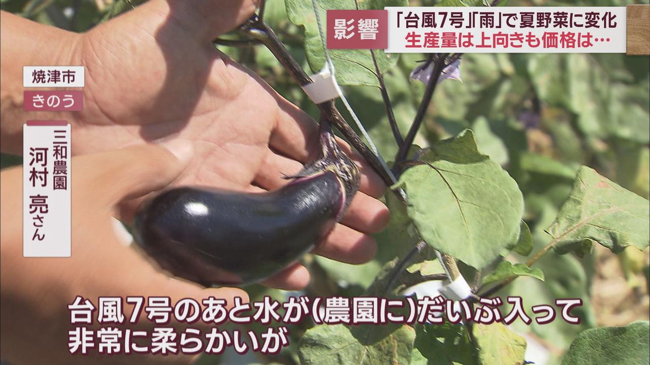 画像2: 台風7号はナスにとっては恵みの雨? それでも高い今年の夏野菜