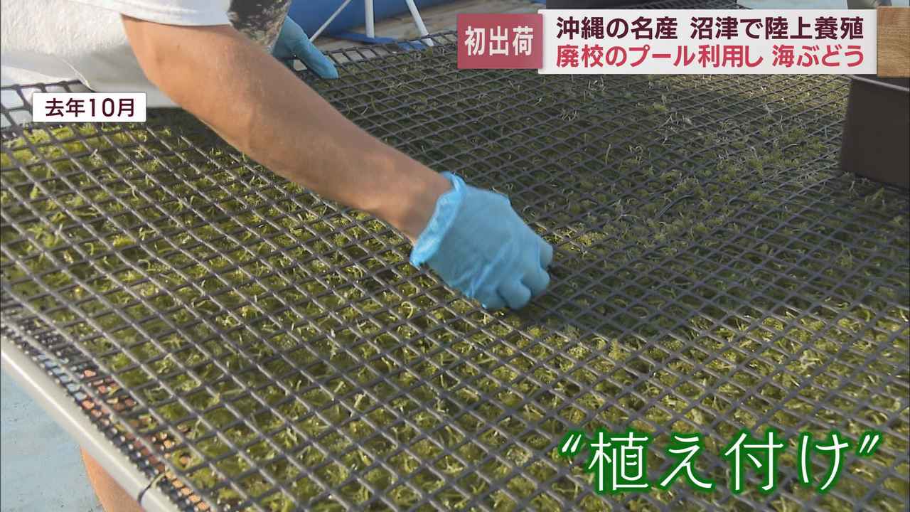 画像: 沖縄県宮古島市で海ぶどうの養殖技術を学ぶ