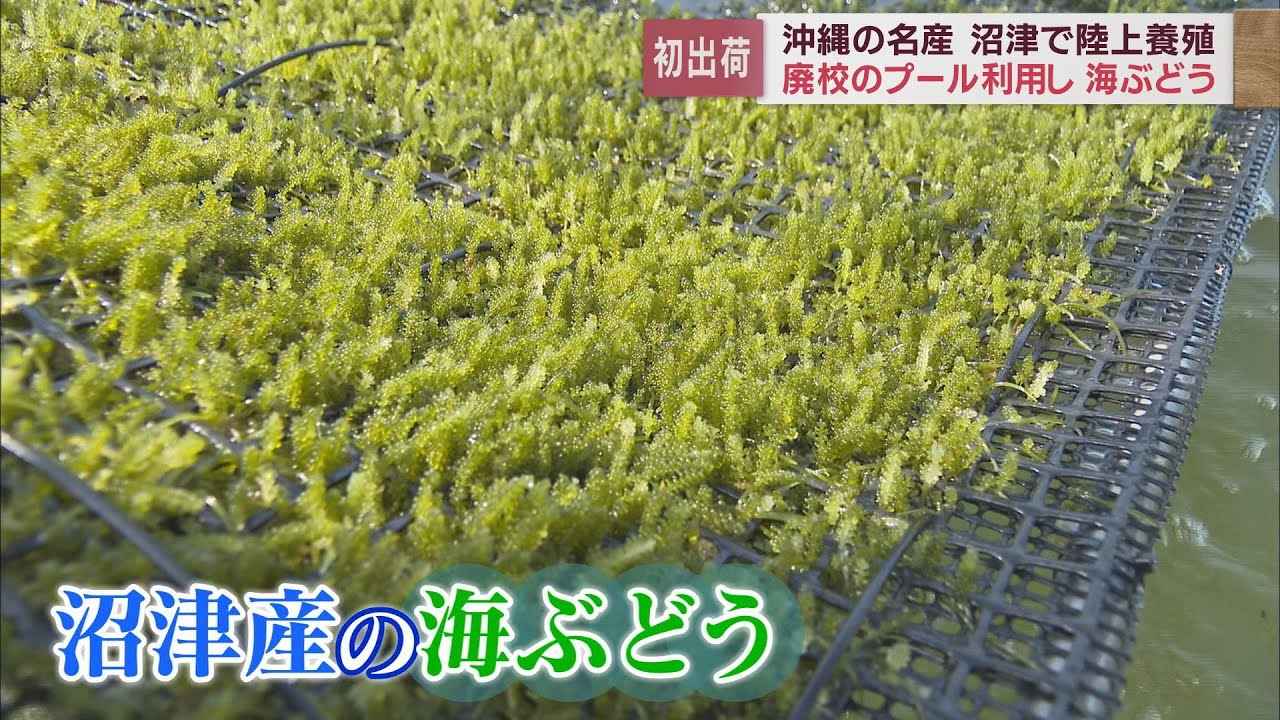 画像: 廃校した小学校で「海ぶどう」養殖　沖縄の名産品を静岡・沼津市で…「最適な環境だった」そのワケは youtu.be