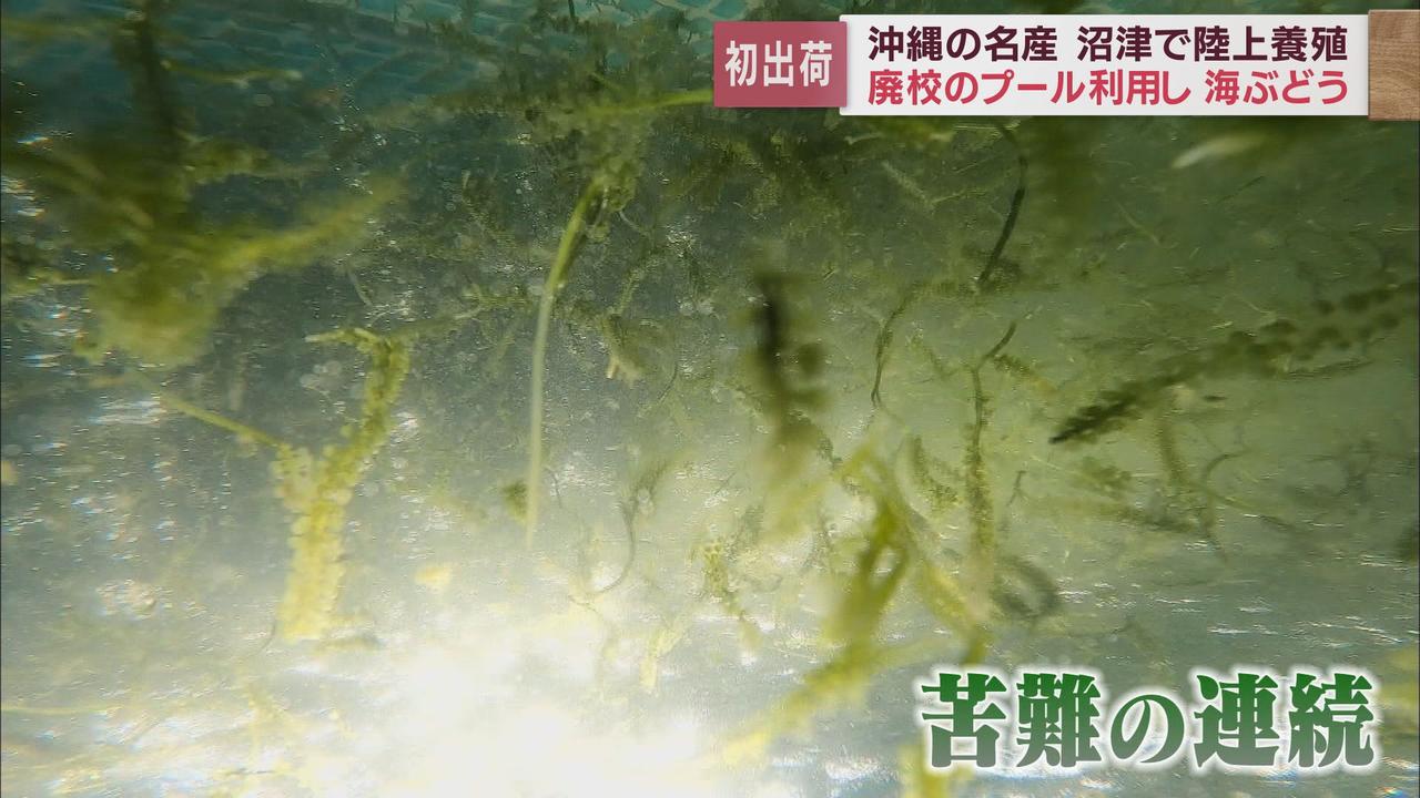 画像: 海ぶどうにとって最適な環境