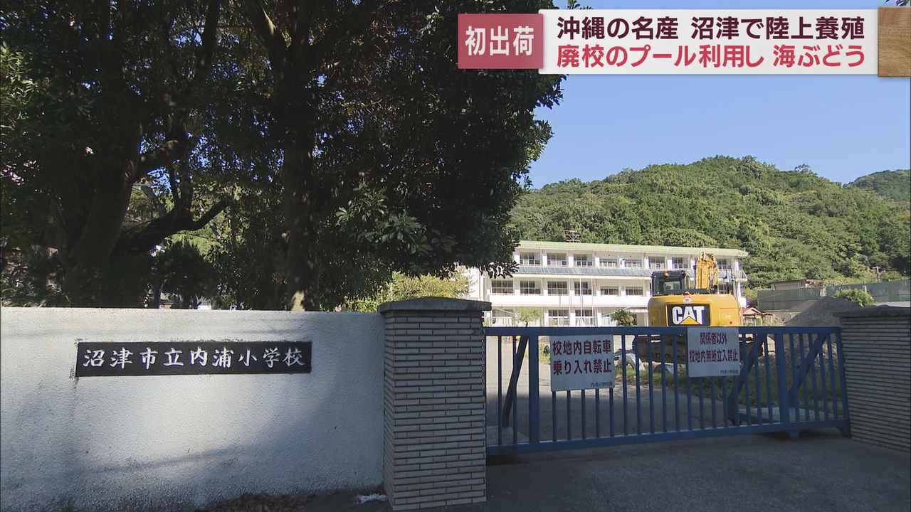 画像1: 廃校の小学校のプールで養殖