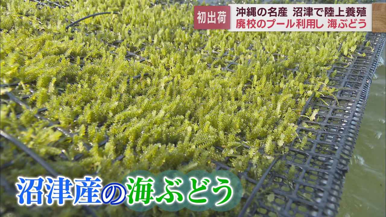 画像: 廃校した小学校で「海ぶどう」養殖　沖縄の名産品を静岡・沼津市で…「最適な環境だった」そのワケは