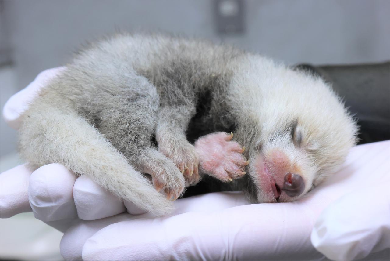 画像: 提供：静岡市立日本平動物園　レッサーパンダの赤ちゃん（7月18日撮影）