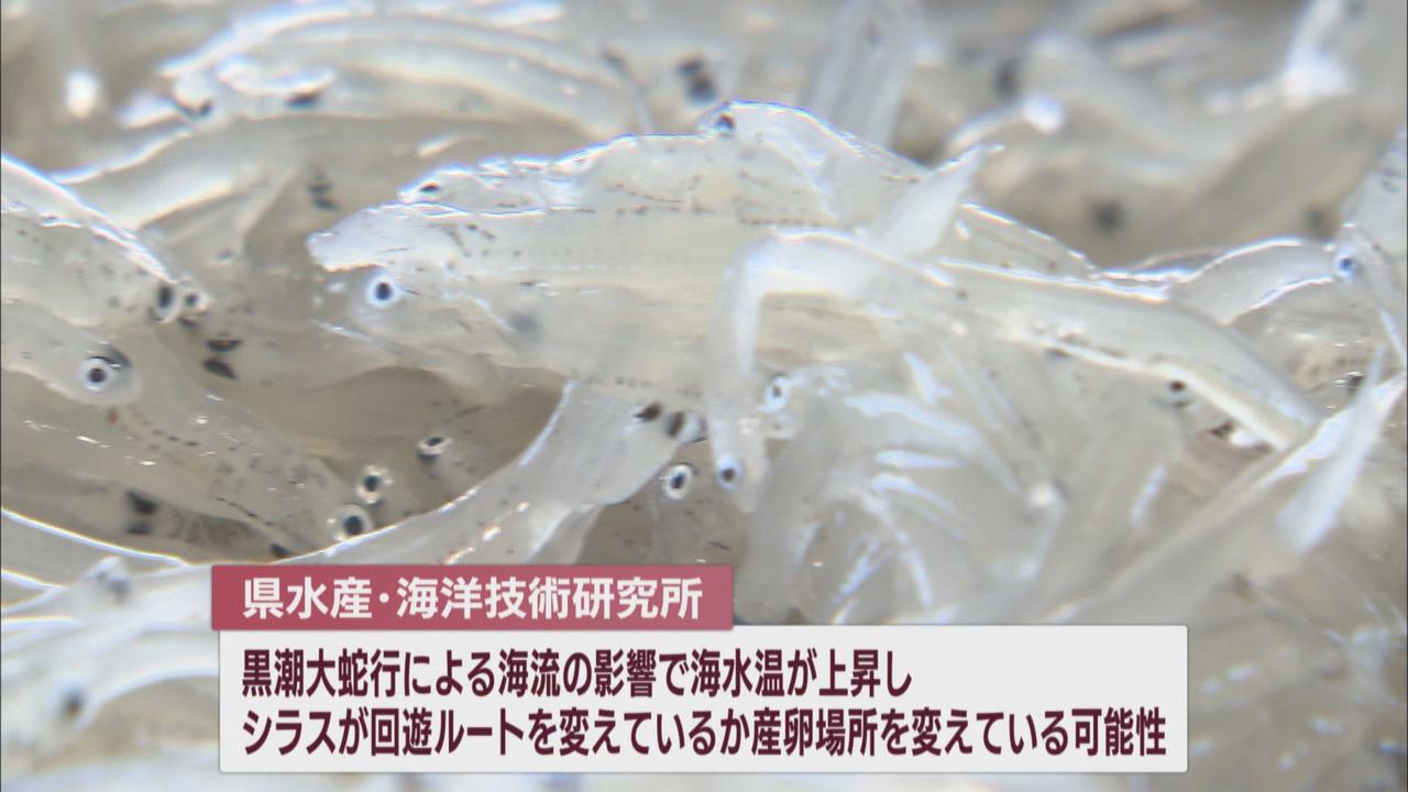 画像2: 静岡ではシラスが水揚げ半減