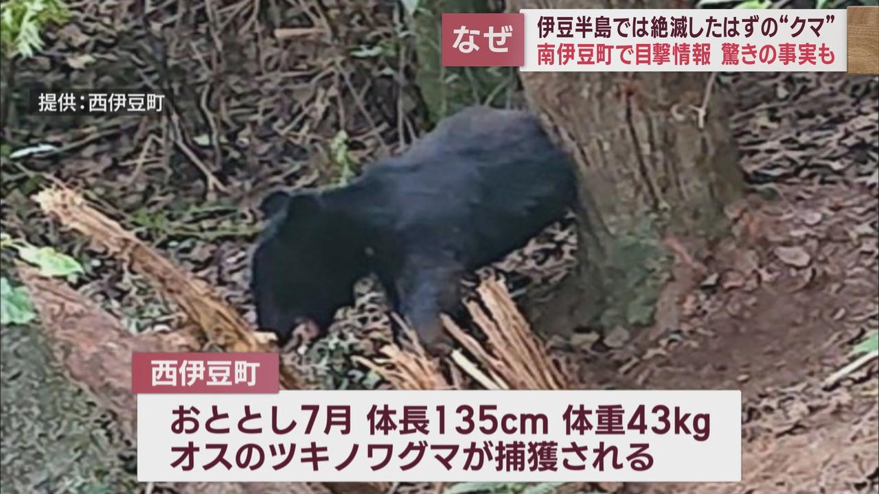 画像2: 西伊豆町でツキノワグマが