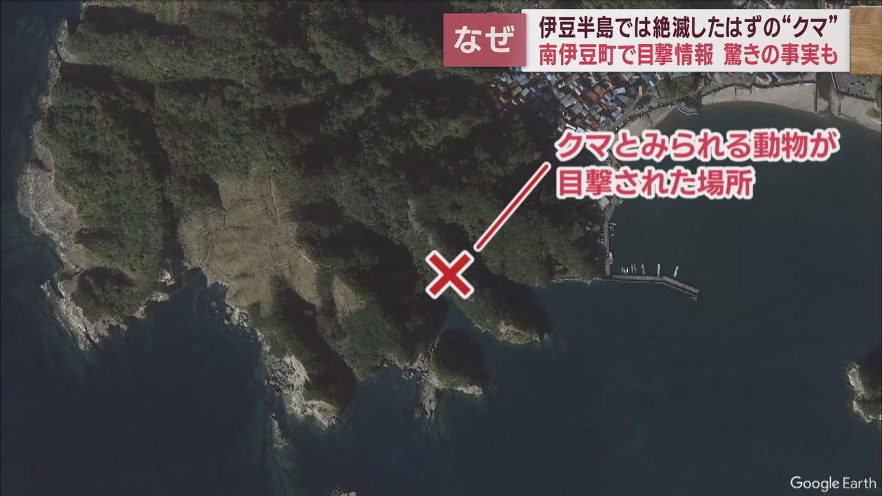 画像2: 伊豆半島ではクマは絶滅したはず? 南伊豆町でクマとみられる動物の目撃情報が! はたして?!