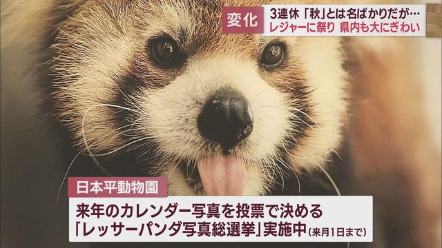 レッサーパンダフェスティバル開催…総選挙も　暑くて暑くて…ぐったりする動物も　静岡市「日本平動物園」【連休スケッチ】