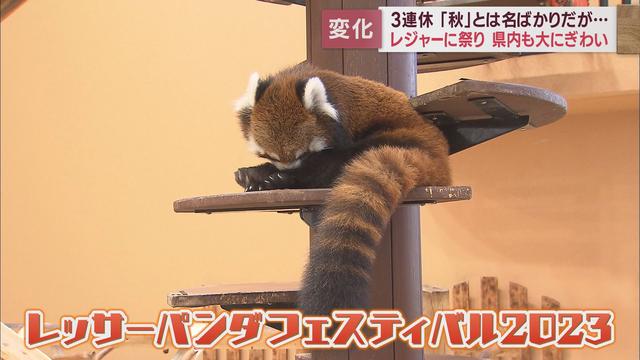 レッサーパンダフェスティバル開催…総選挙も　暑くて暑くて…ぐったりする動物も　静岡市「日本平動物園」【連休スケッチ】