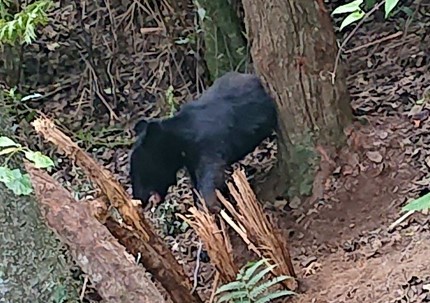 西伊豆町で捕獲されたクマ　2021年7月