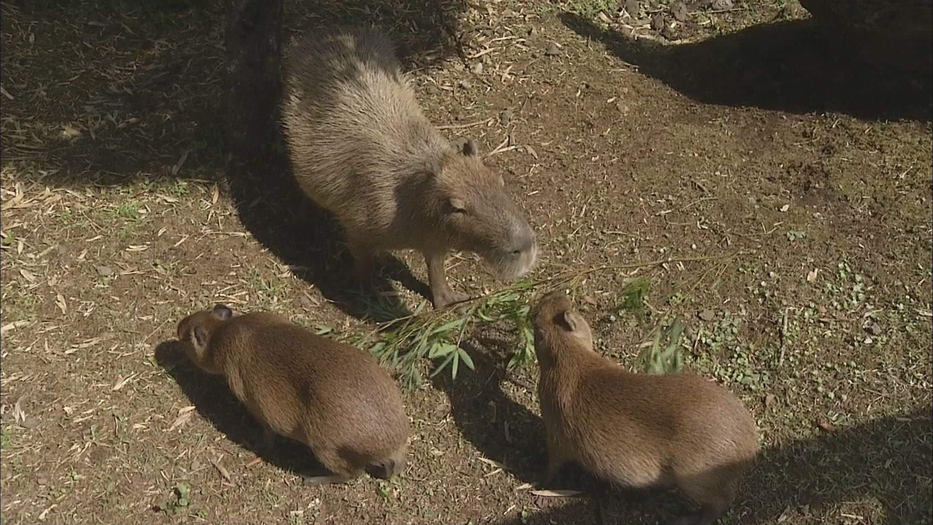 カピバラ