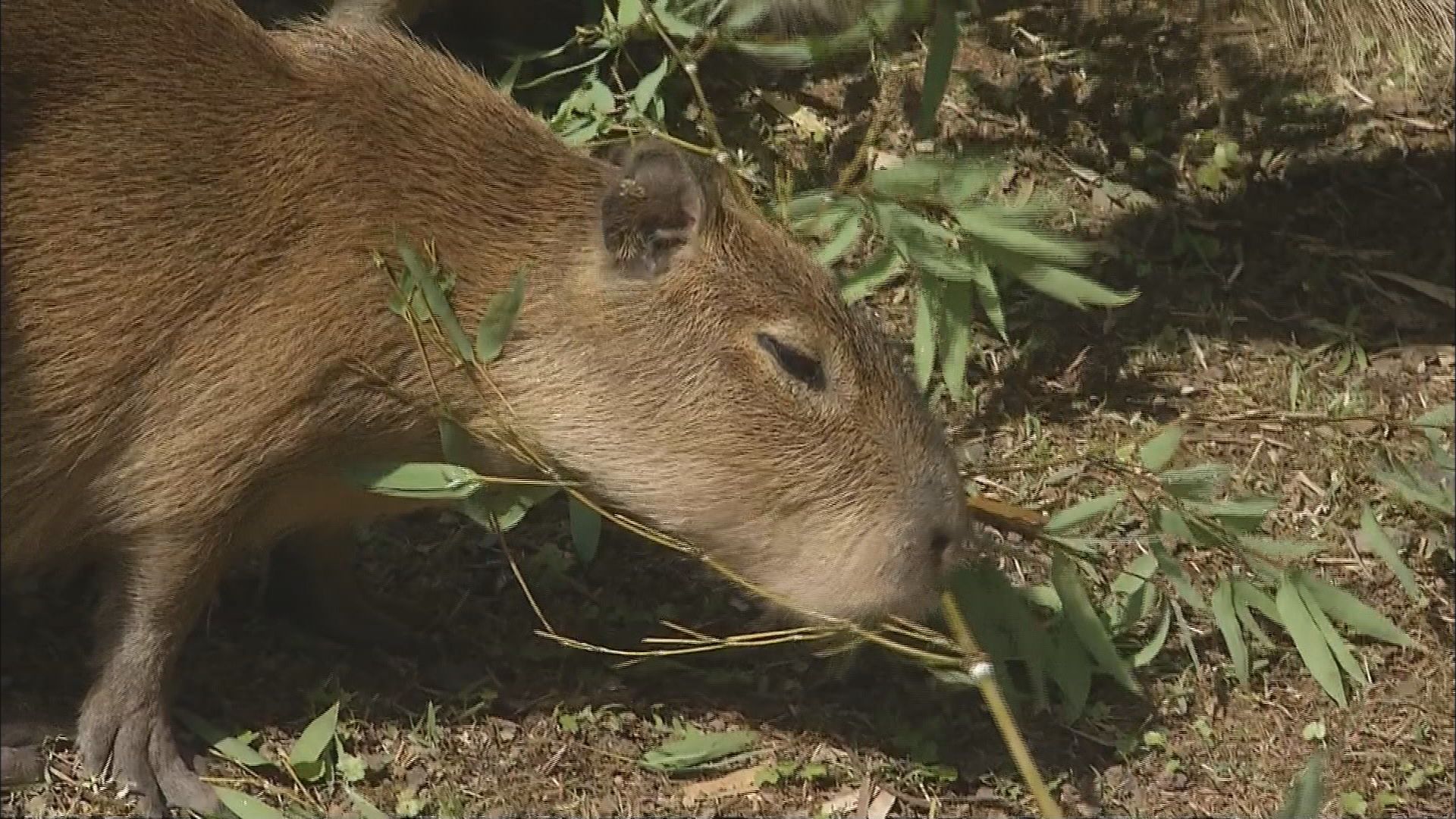 カピバラ