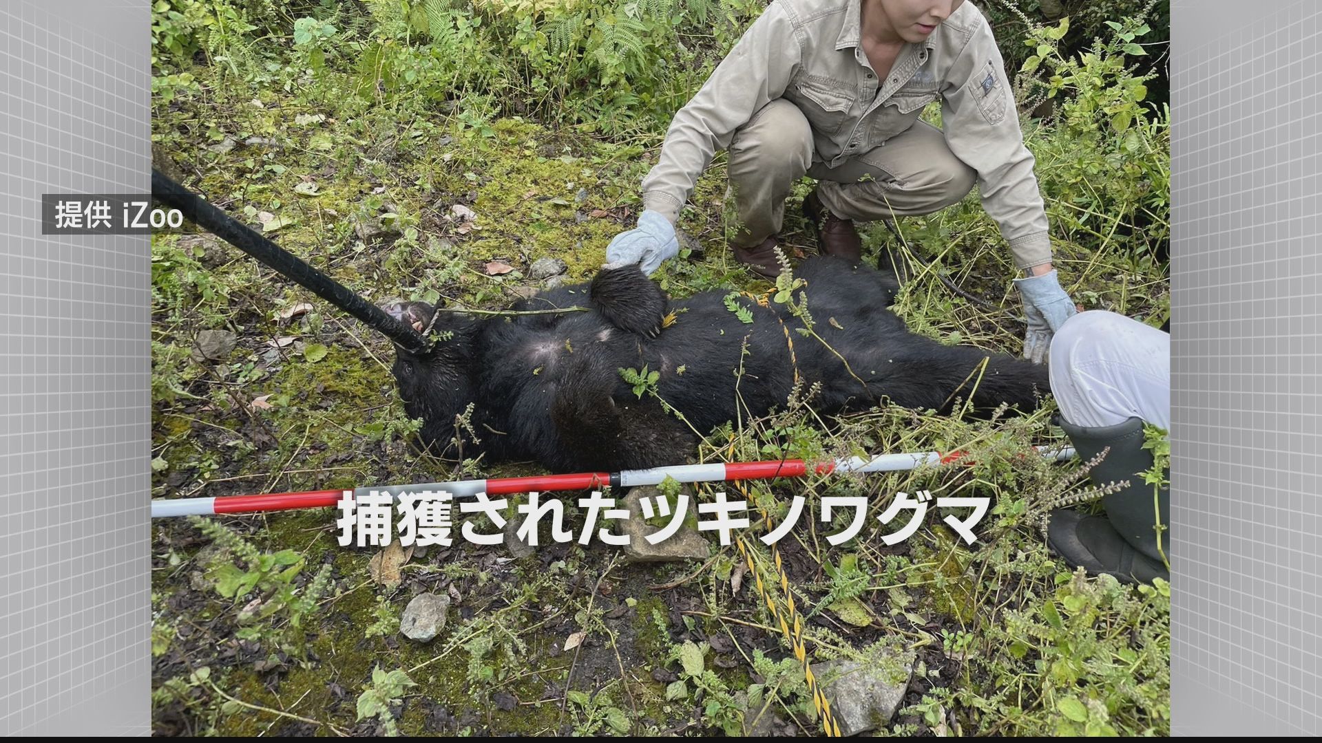 捕獲されたクマ