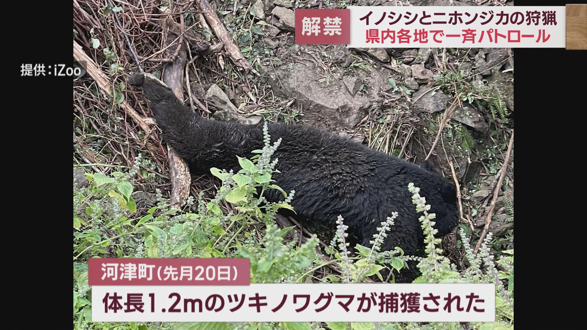 河津町で捕獲されたクマ