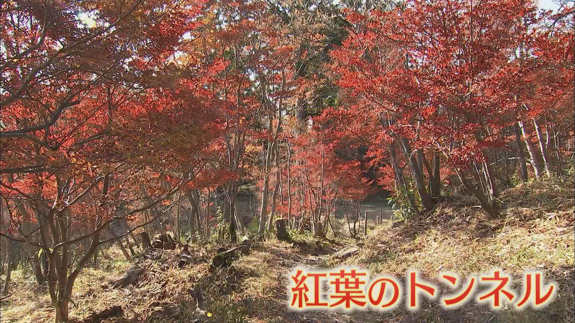 紅葉のトンネル