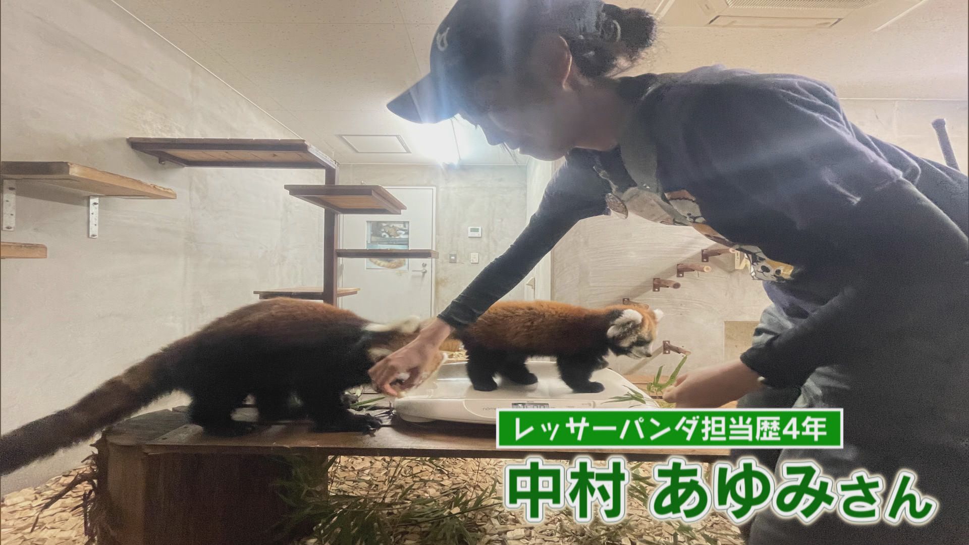 飼育員の中村あゆみさん