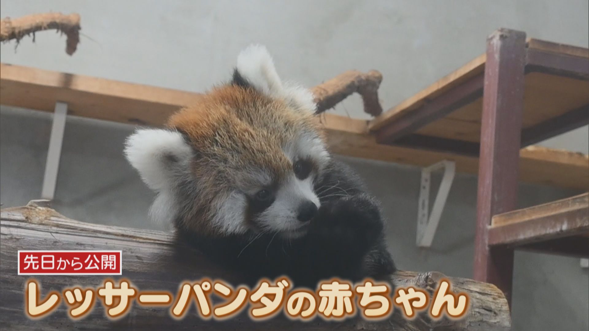 レッサーパンダの赤ちゃん