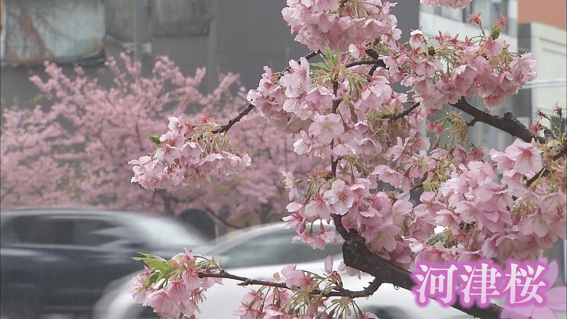 河津桜