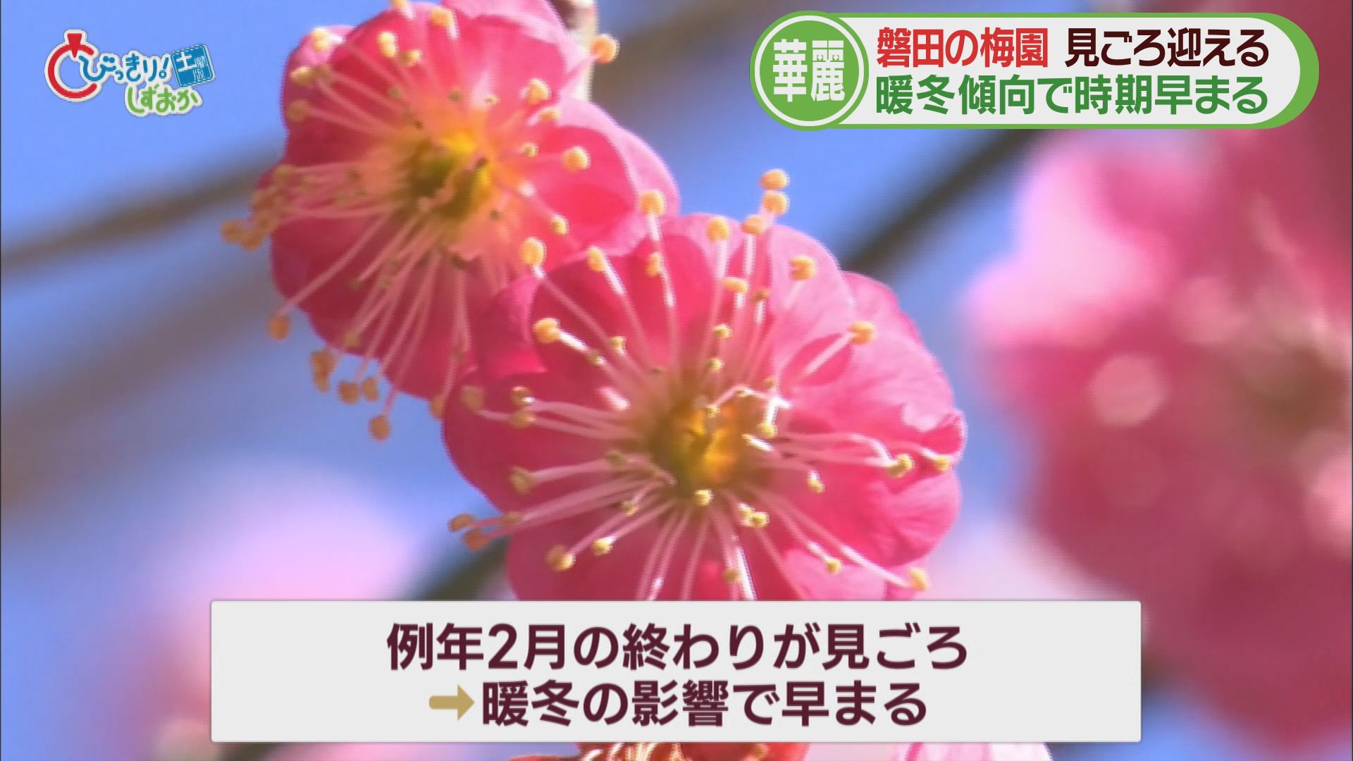 各地で20℃前後…季節外れのポカポカ陽気　ジェラート店には冷たいアイス求める客も　/今週の静岡