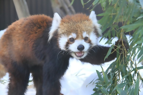 レッサーパンダのタク