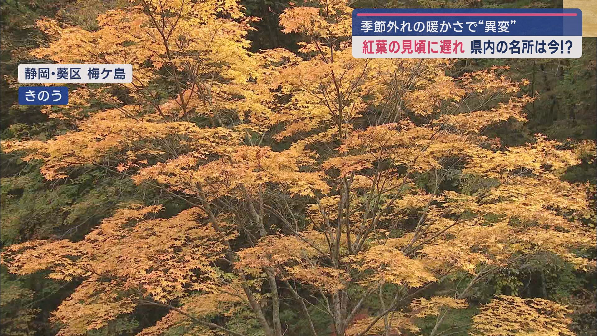 梅ヶ島の紅葉