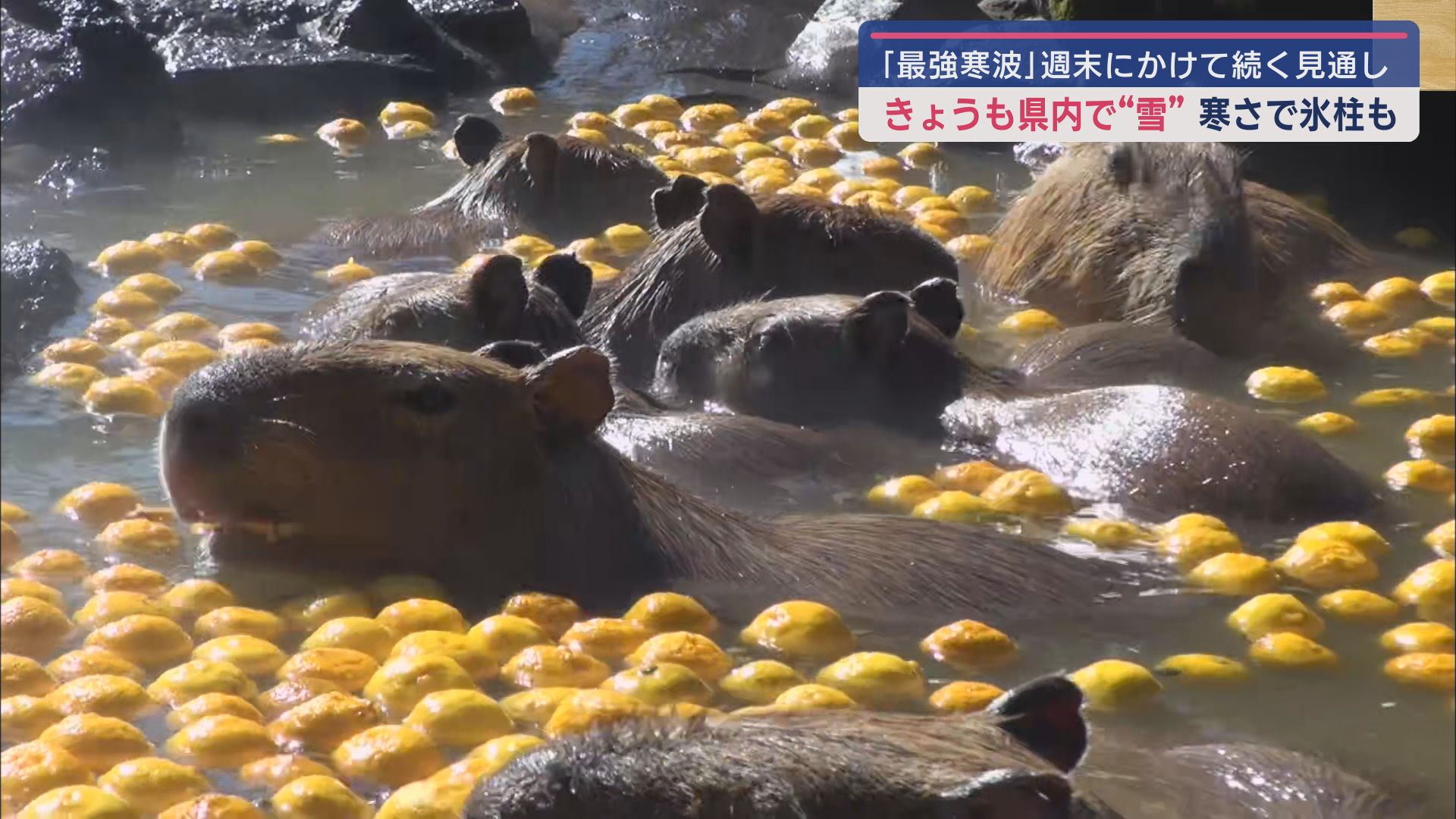 「カピバラの露天風呂」