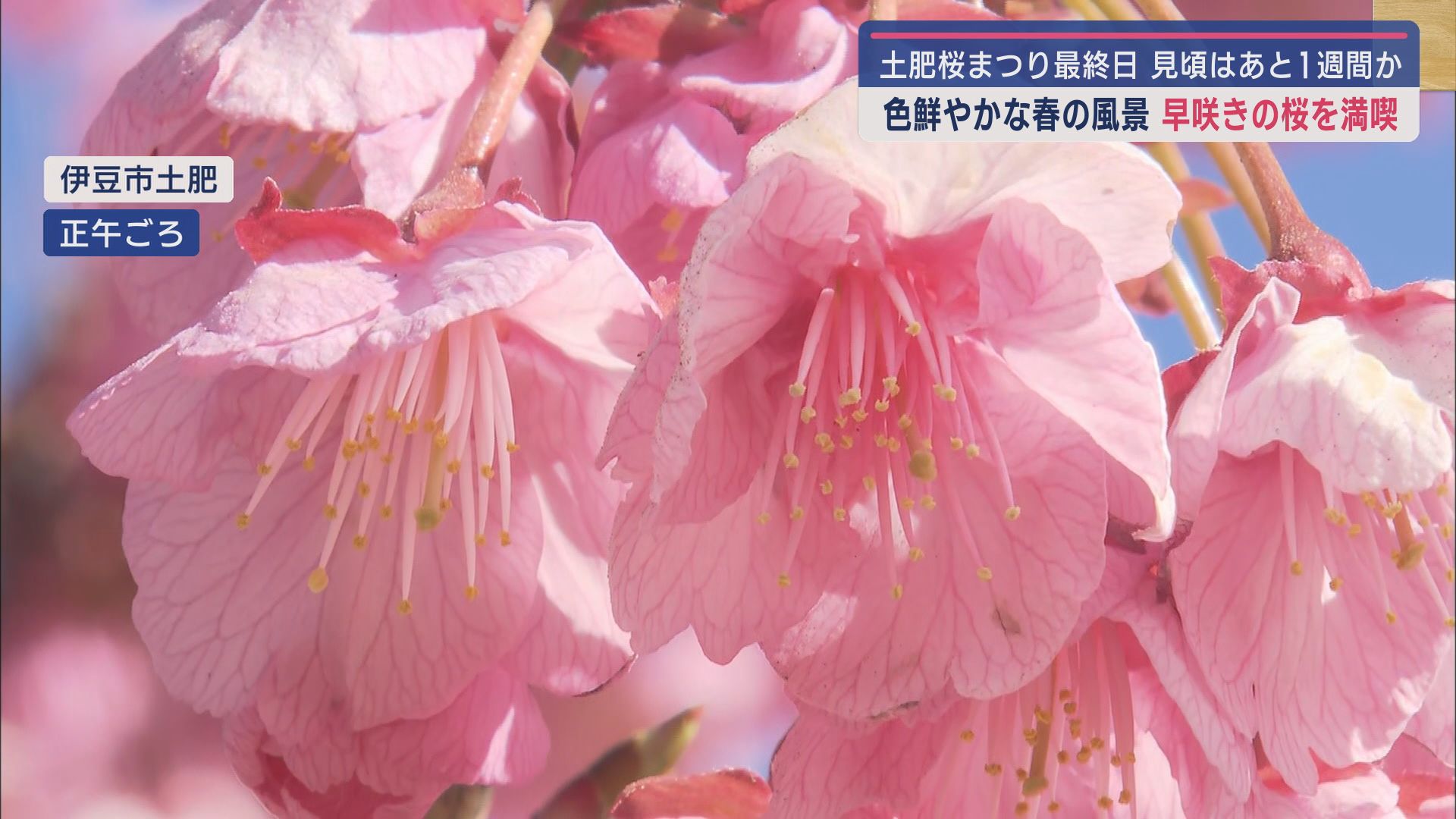 土肥桜まつり