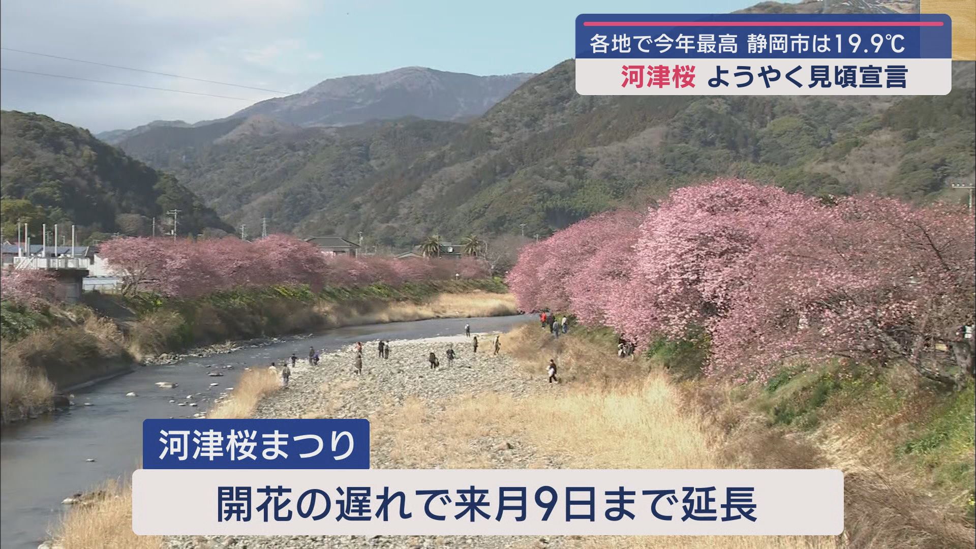 開花が遅れていた河津桜が見頃宣言　２月２８日の静岡県内は各地で晴れ間が広がる