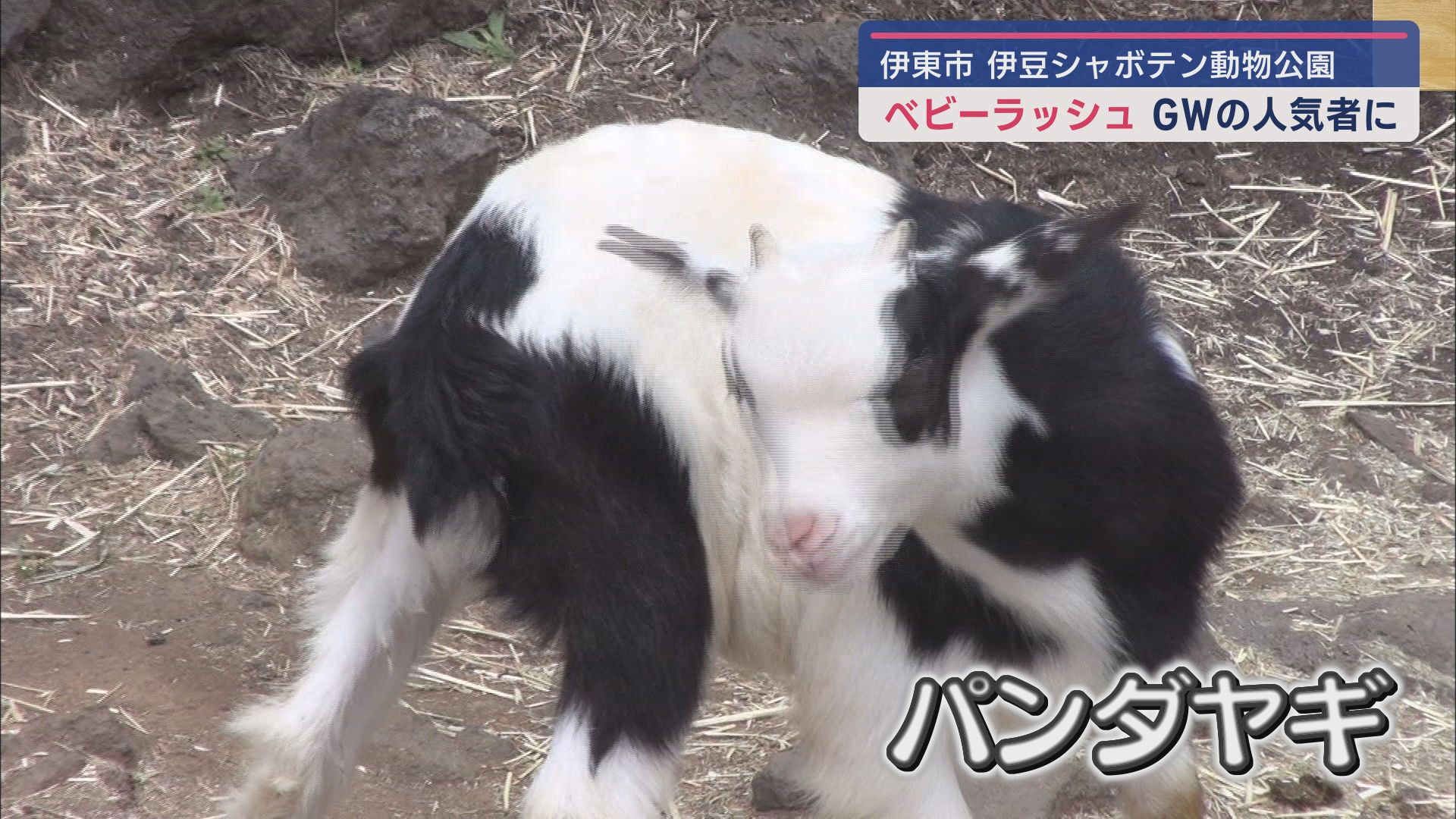 パンダヤギ