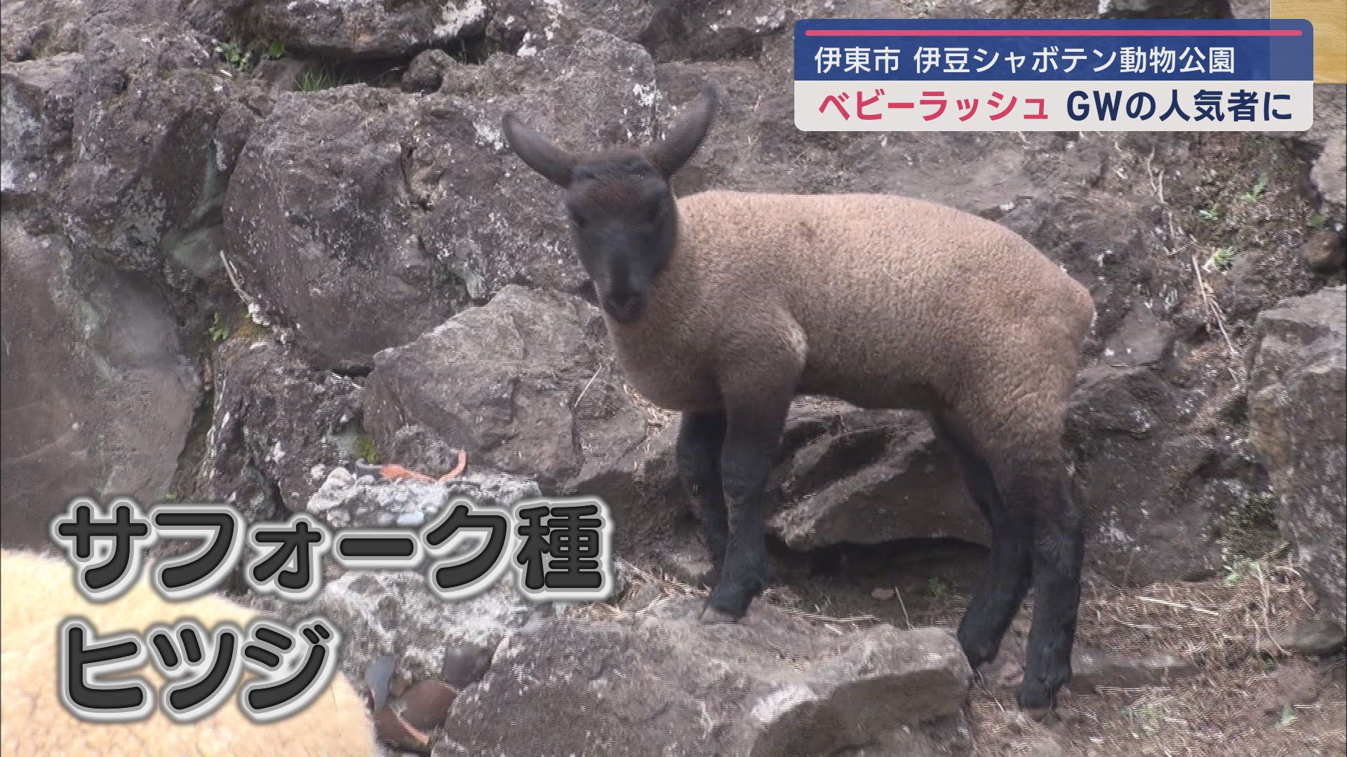 サフォーク種