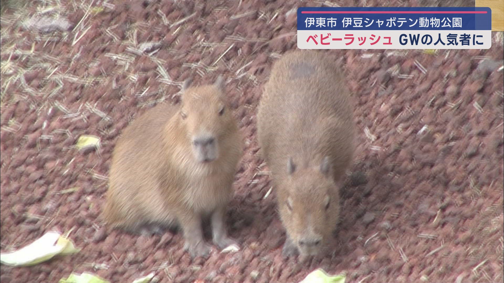 カピバラ