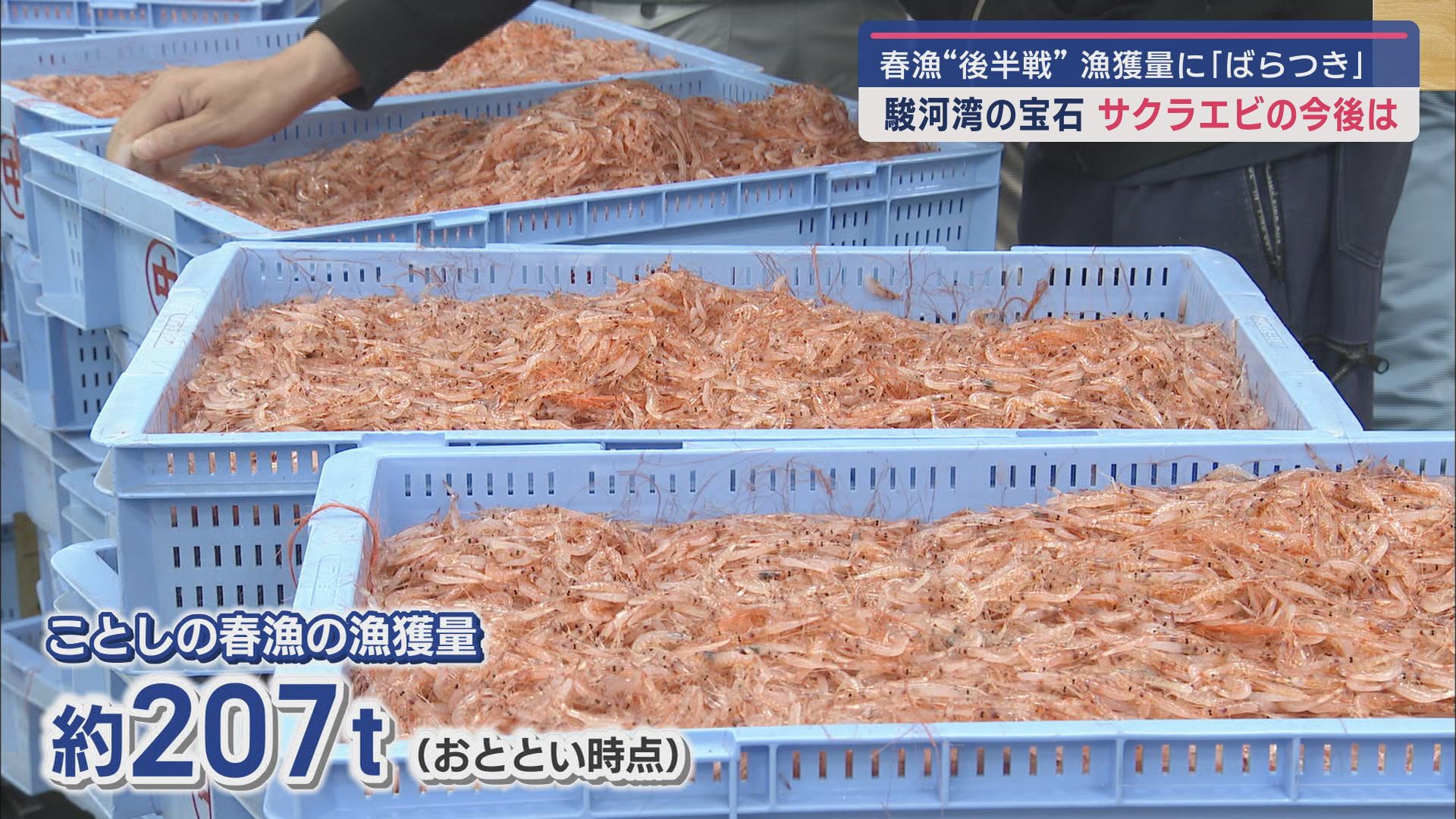 どうなる?サクラエビの春漁 回復基調にはあるが… 黒潮大蛇行の影響は?