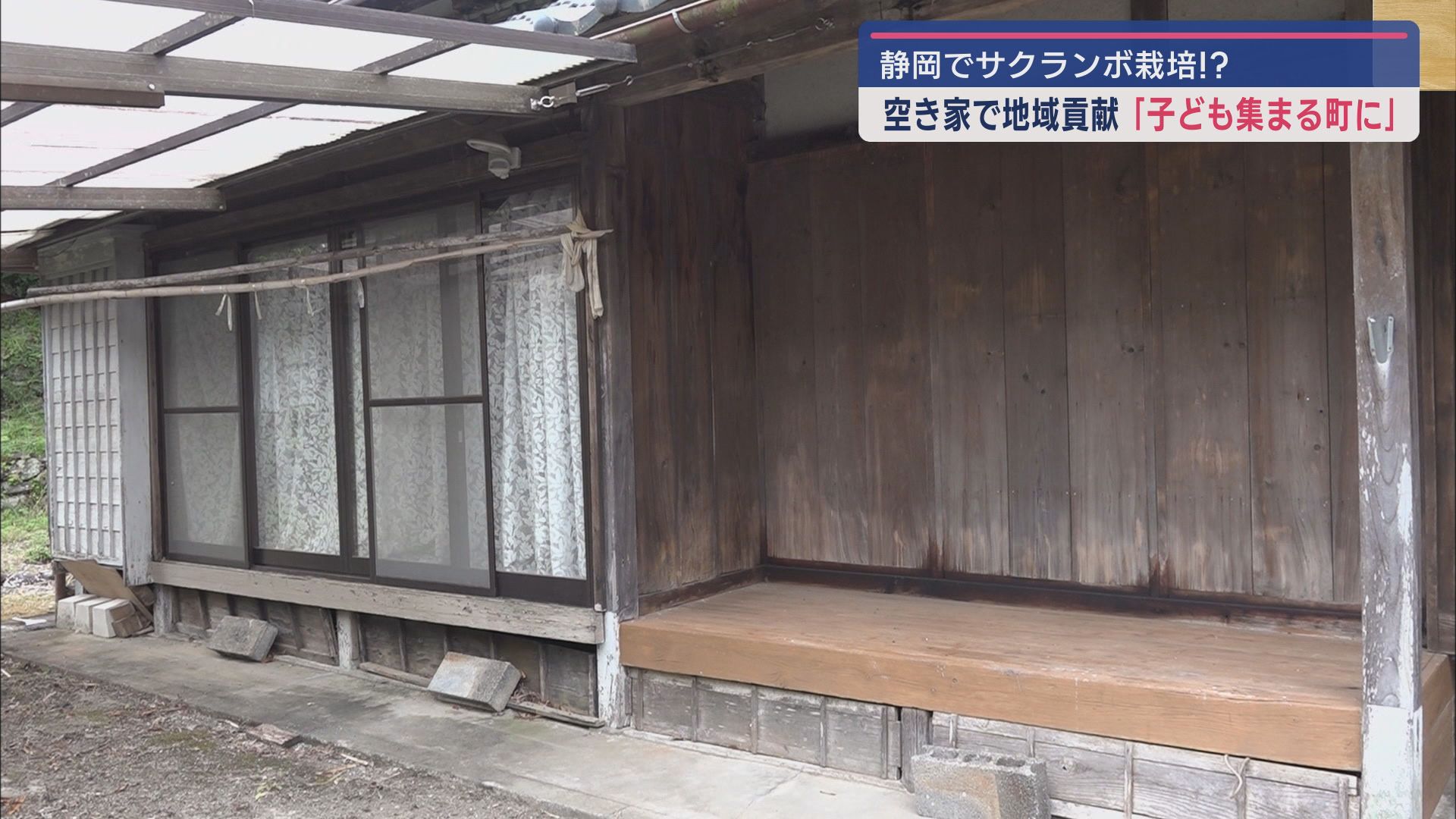 空き家を活用して栽培された甘い「サクランボ」で地区を盛り上げたい! 静岡・島田市の男性の挑戦