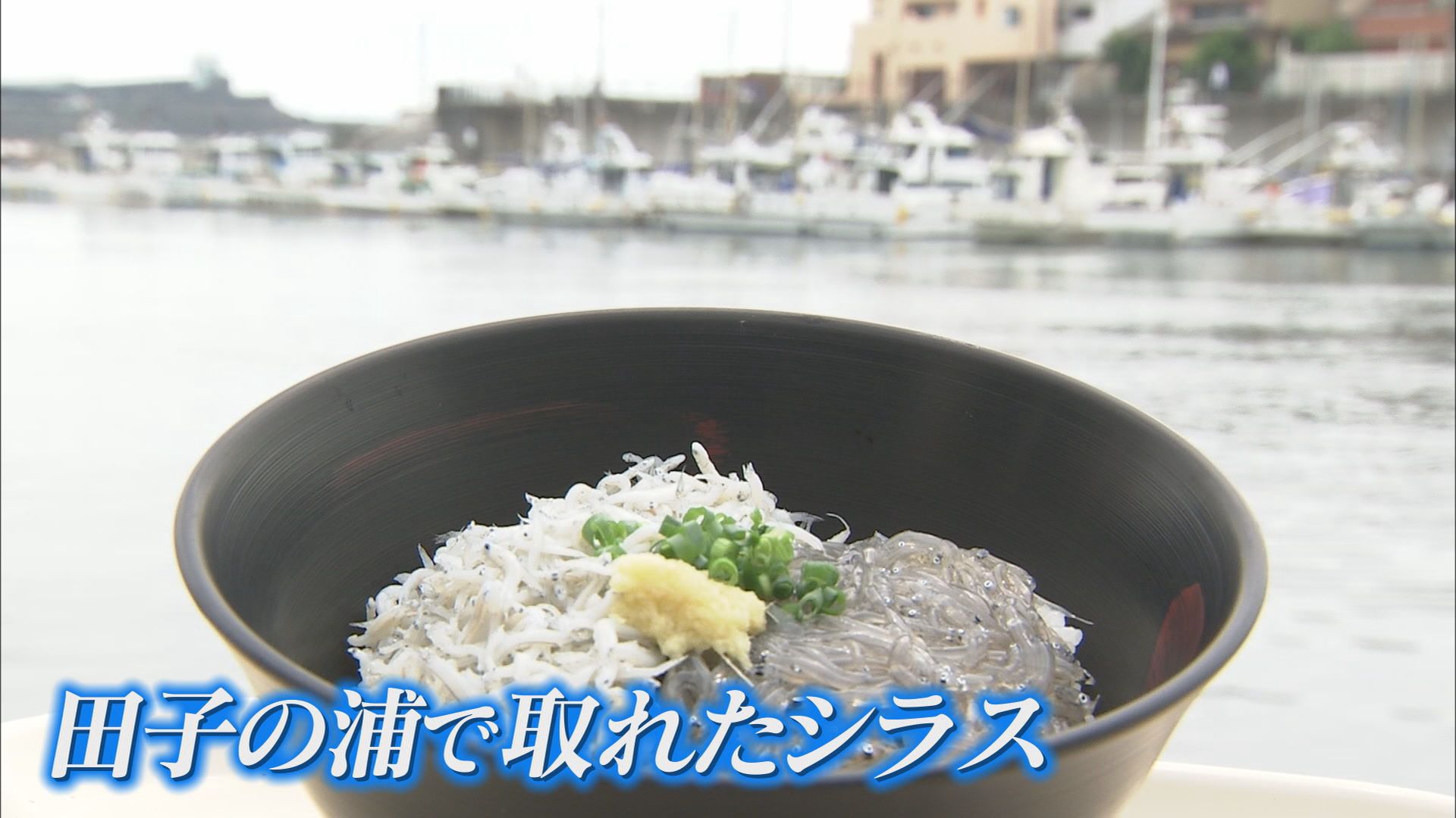 漁協「シラスが全くいない」　不漁の原因は…専門家「黒潮が流れる位置も原因か」　一方で好転の兆しも　静岡・富士市