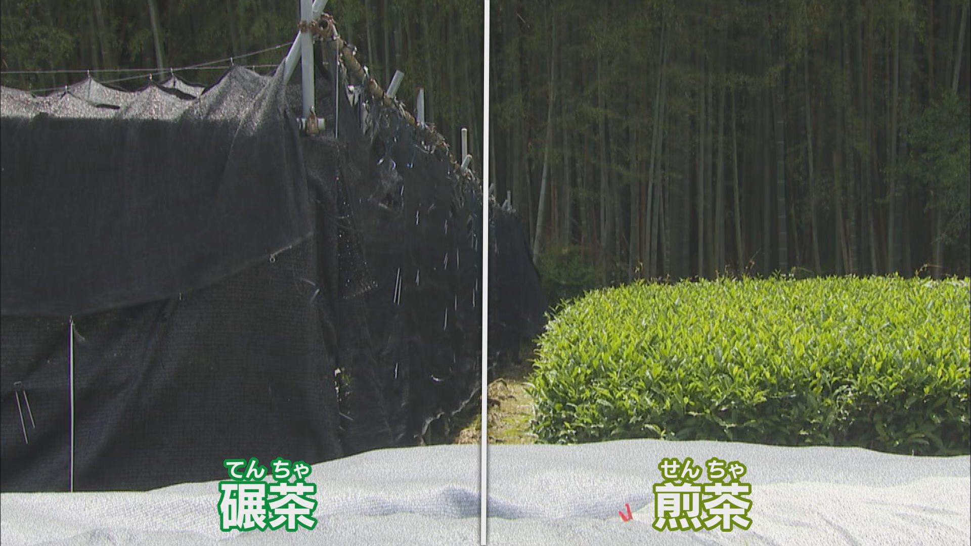 “トランプ関税”が追い風? 輸出が5年前の2倍に 生産が追い付かない…静岡産抹茶が苦戦するヒミツ