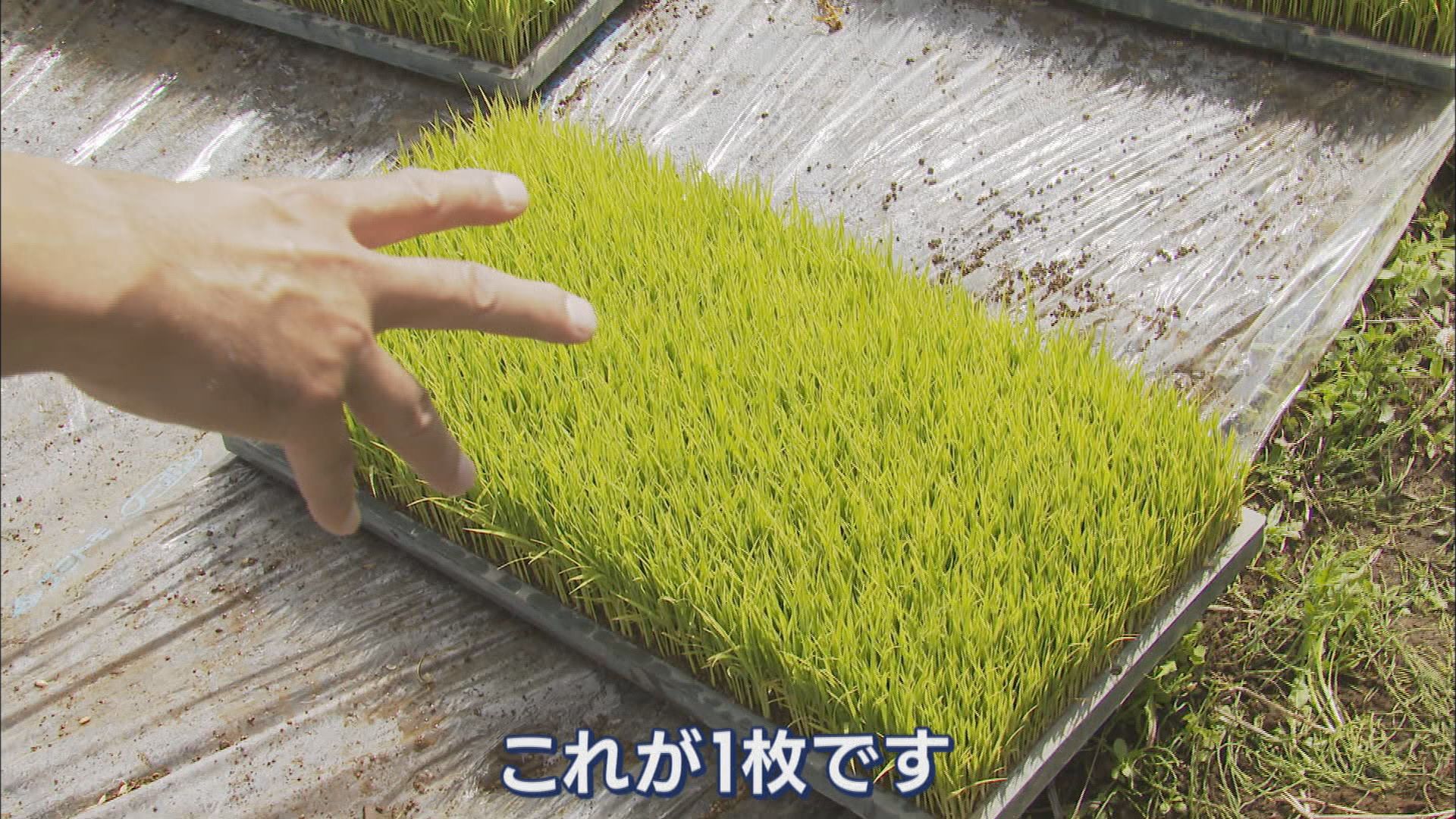 米農家「なぜこんなに上がるか疑問」　一方で厳しい状況続く農業の現場　静岡・富士市