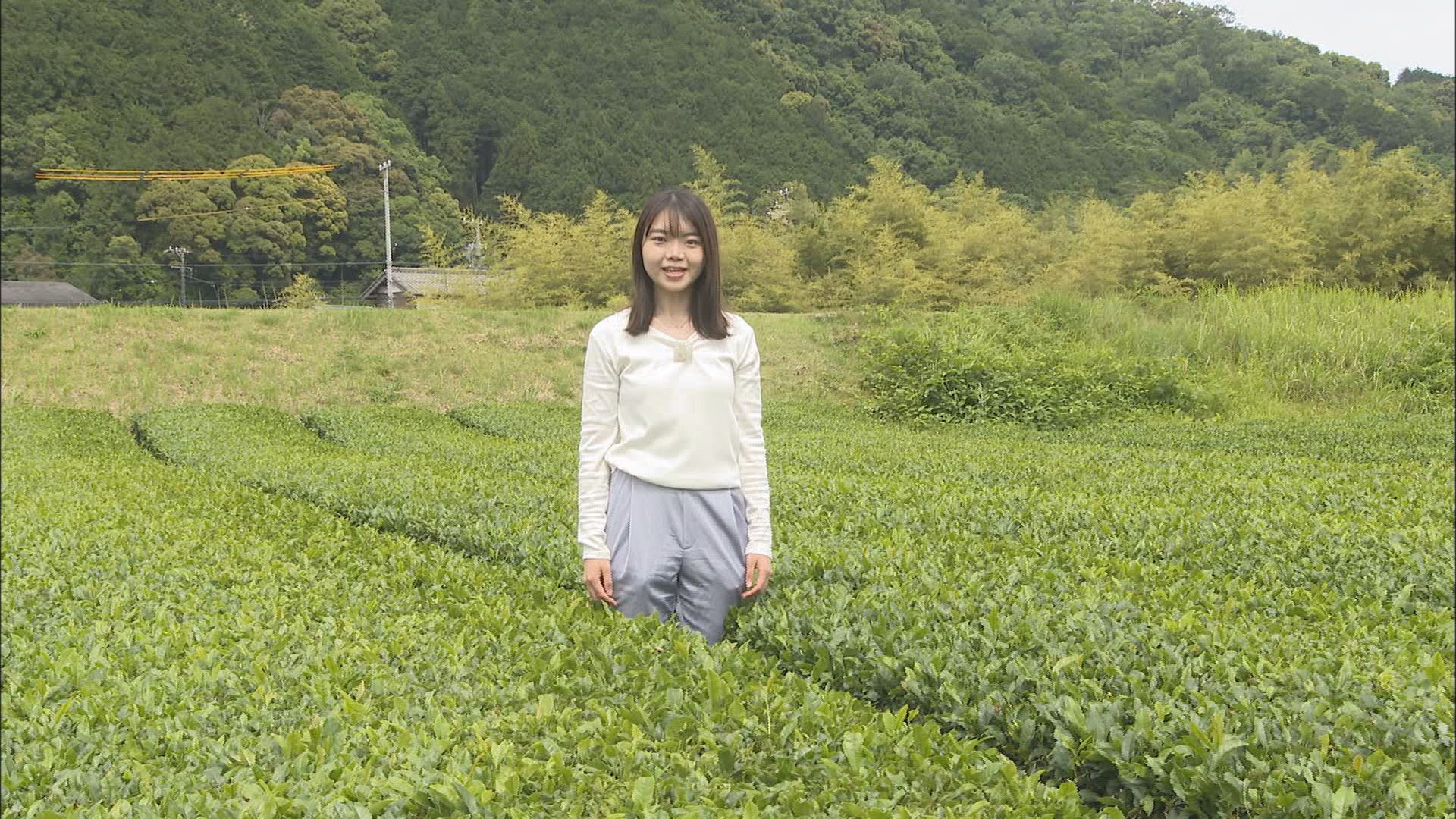 “トランプ関税”が追い風? 輸出が5年前の2倍に 生産が追い付かない…静岡産抹茶が苦戦するヒミツ