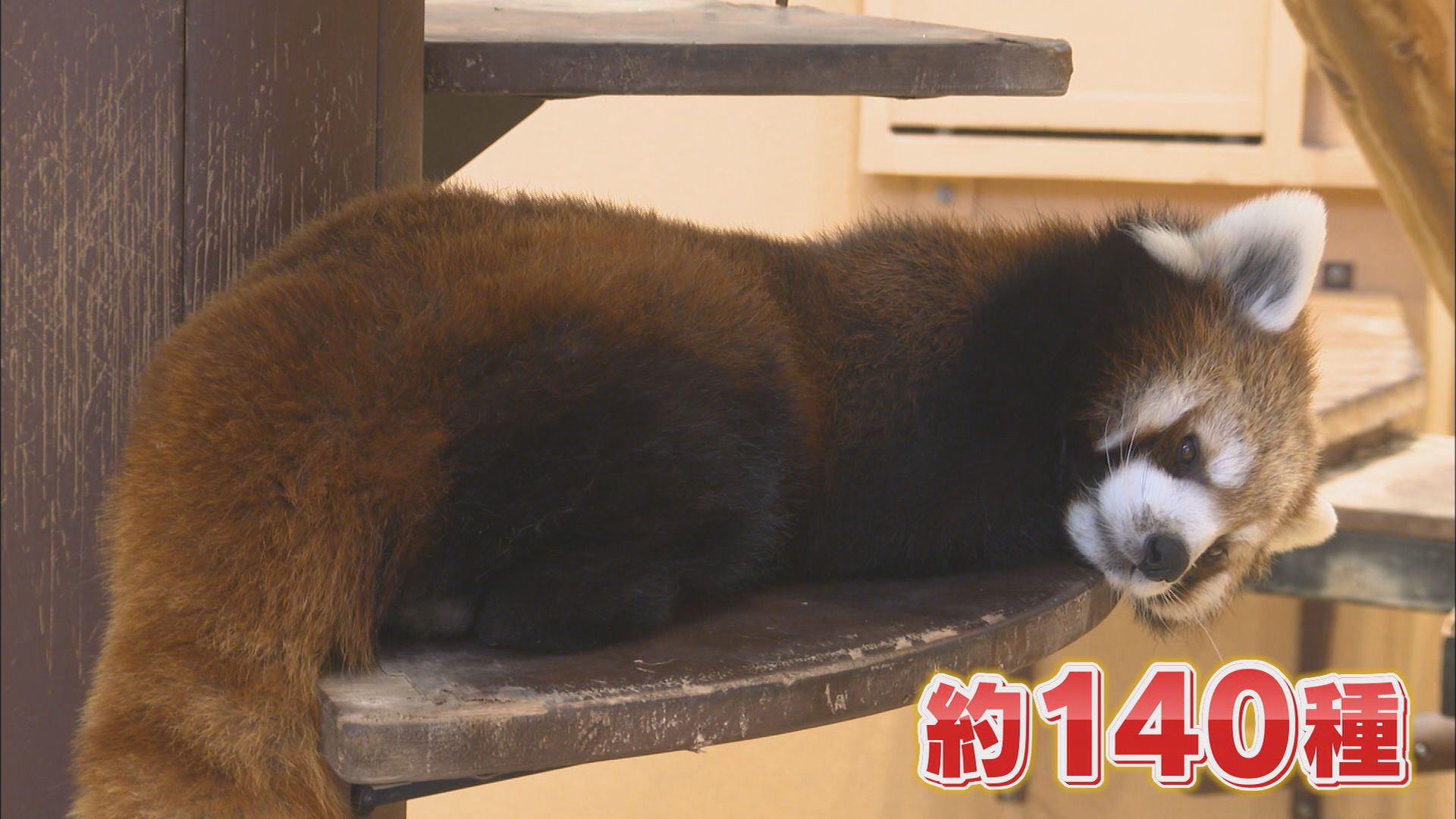 GW渋滞対策…動物園が「駐車場完全予約制」 知らずに来てUターンする来場者も 一方で「絶対止められるから安心」 静岡市